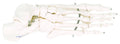 Foot Skeleton Right G126