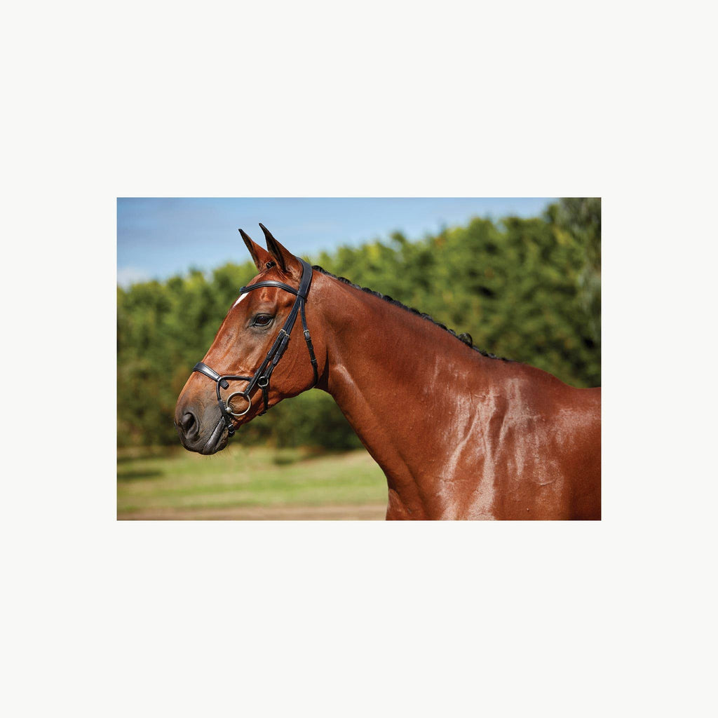 Black Full Training Bridle H152850
