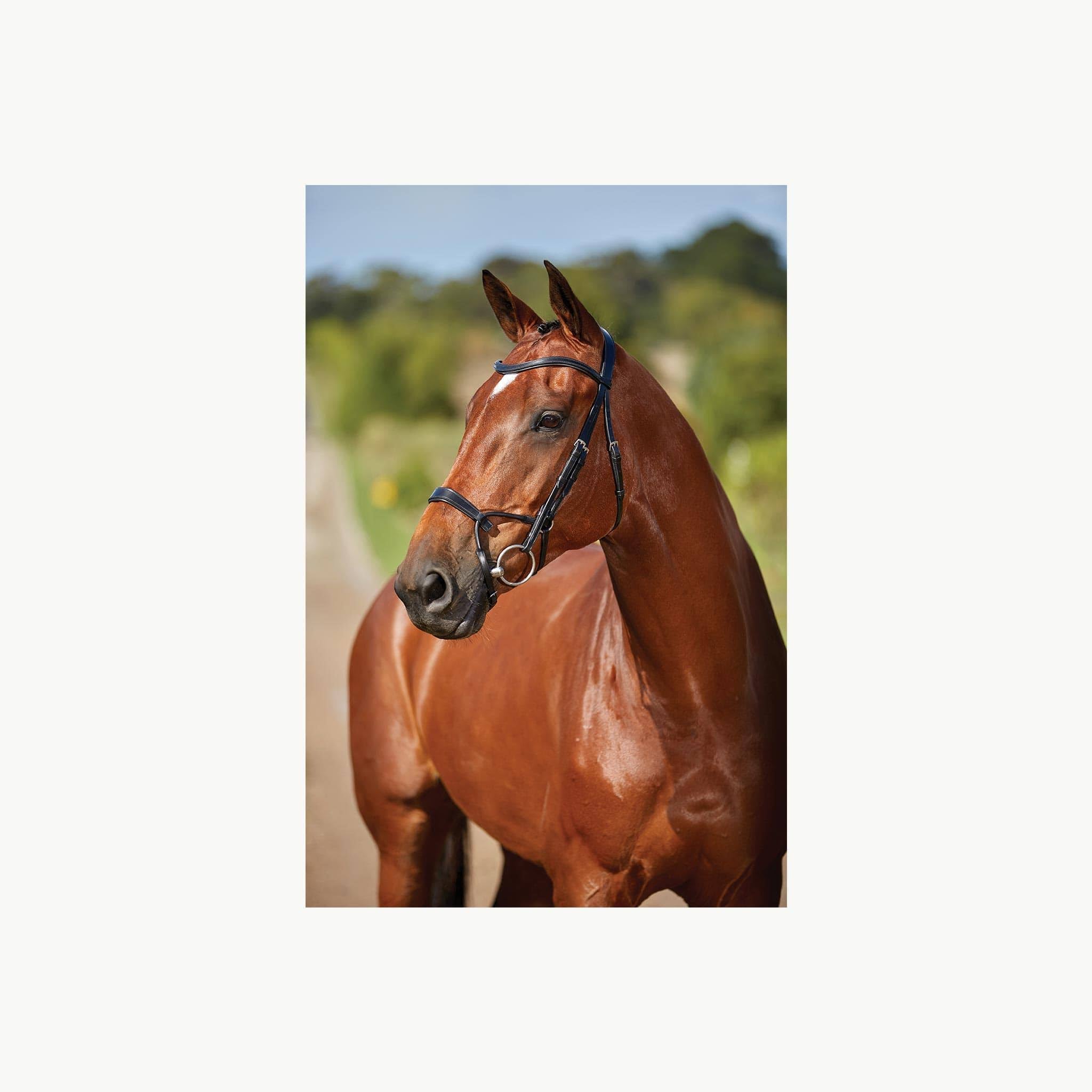 Black Full Training Bridle H152850