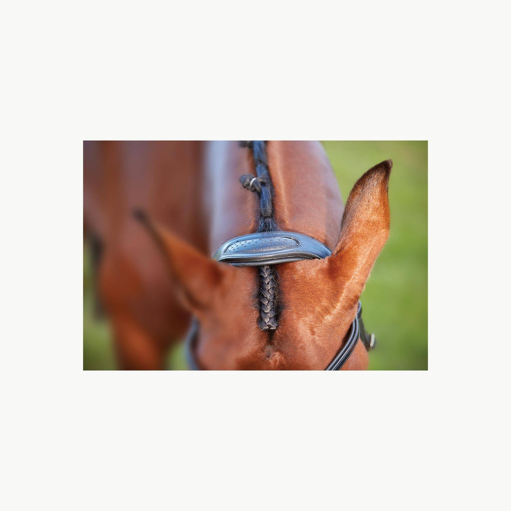 Black Full Training Bridle H152850