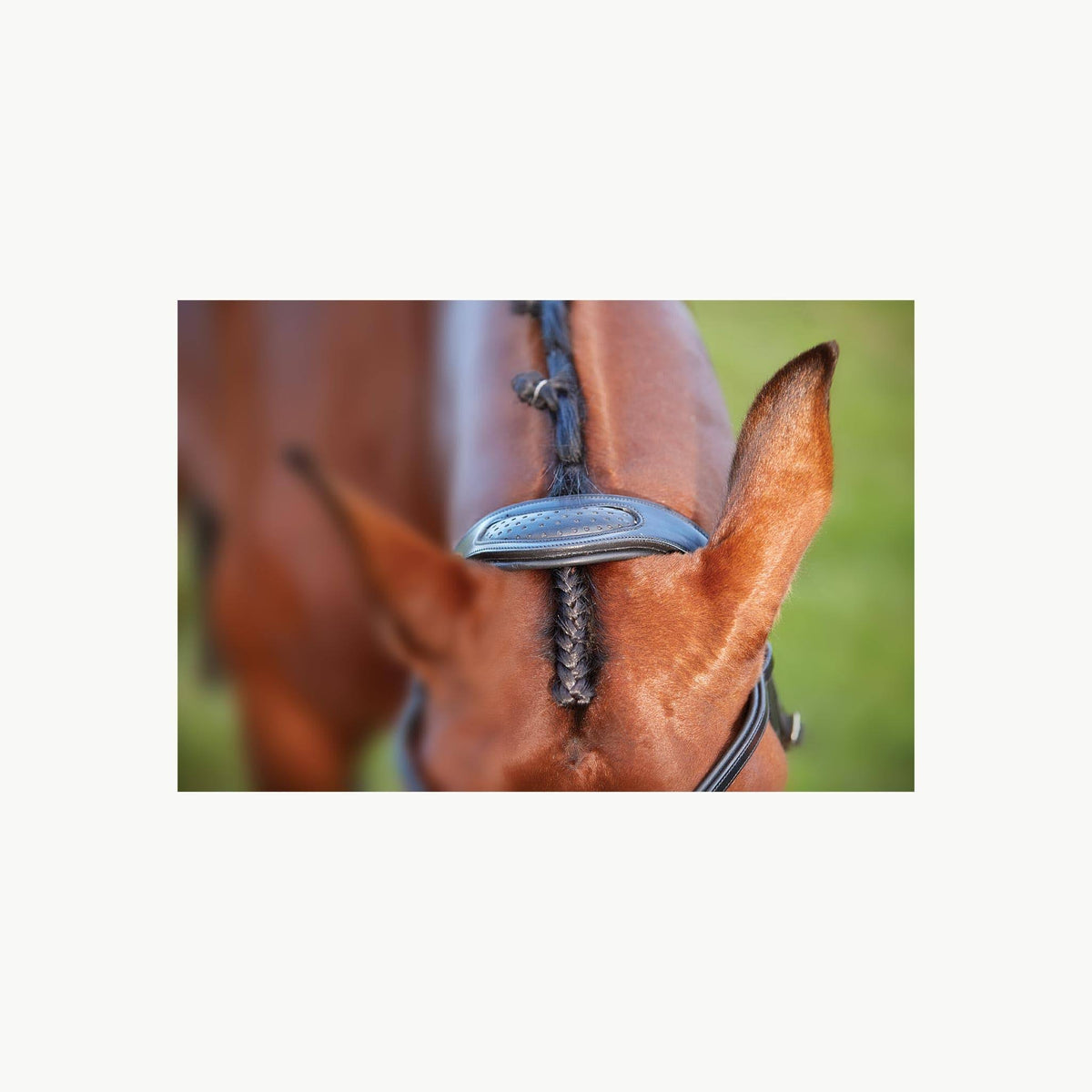 Black Full Training Bridle H152850