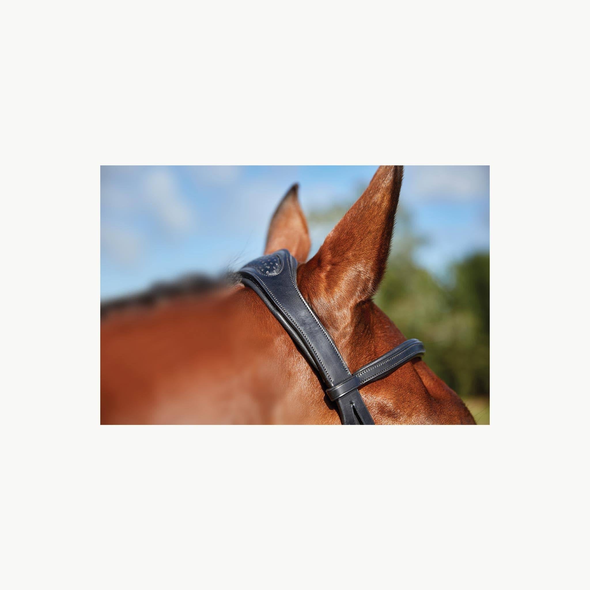 Black Full Training Bridle H152850